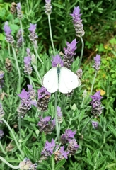 Pieris rapae rapae