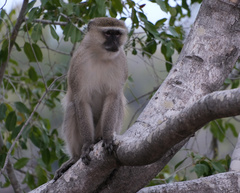Chlorocebus cynosuros