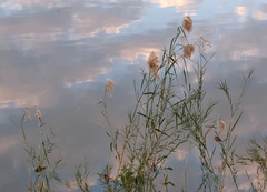 Phragmites mauritianus