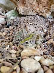 Lithobates sphenocephalus utricularius