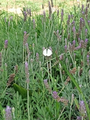 Pieris rapae rapae
