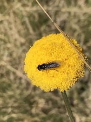 Melangyna