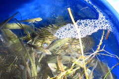 Chilomycterus schoepfii