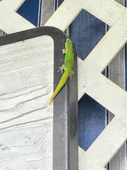 Phelsuma laticauda laticauda