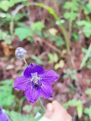 Delphinium pedatisectum