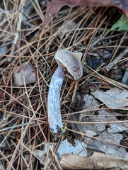 Cortinarius flexipes
