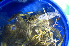 Chilomycterus schoepfii