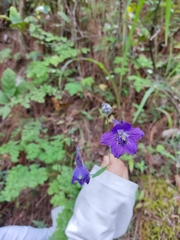 Delphinium pedatisectum