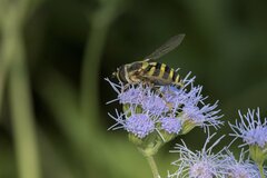 Syrphus knabi