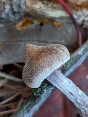 Cortinarius flexipes