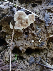 Fungi