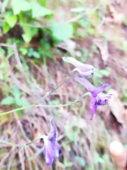 Delphinium pedatisectum