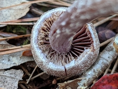 Cortinarius flexipes