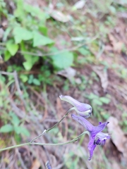 Delphinium pedatisectum