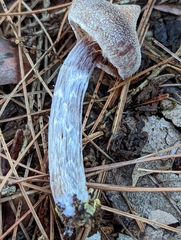 Cortinarius flexipes