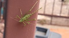 Insara elegans