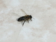 Apis mellifera