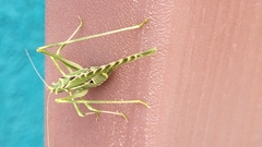 Insara elegans