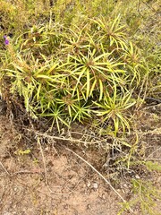 Cyperus alternifolius