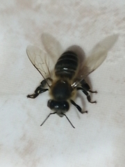 Apis mellifera