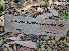 Kunzea baxteri
