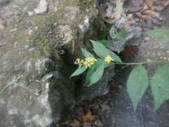 Solidago flexicaulis