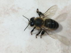 Apis mellifera