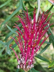Grevillea longifolia