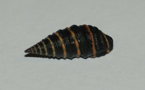Zonulispira