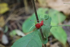 Triosteum