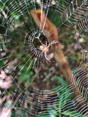 Araneae