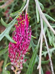 Grevillea longifolia