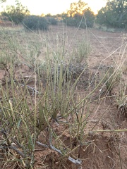 Ephedra viridis
