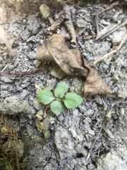 Mazus pumilus
