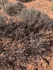 Coleogyne ramosissima