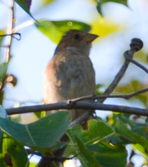 Passerina cyanea