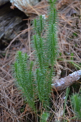 Lycopodiales