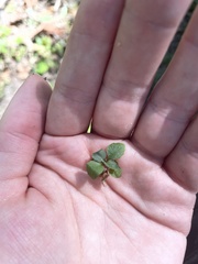 Mazus pumilus