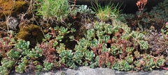 Sedum obtusatum