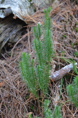 Lycopodiales
