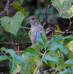 Passerina cyanea