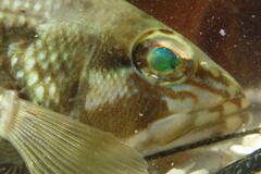 Centropristis striata