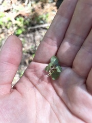 Mazus pumilus