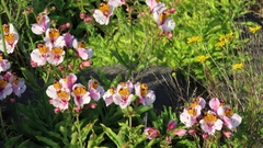 Alstroemeria magnifica