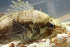 Centropristis striata