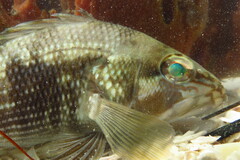 Centropristis striata