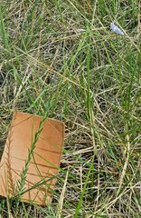 Linum lewisii