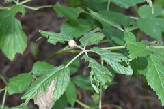 Neolasioptera farinosa