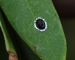 Tetraleurodes perileuca