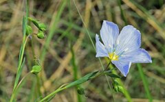 Linum lewisii